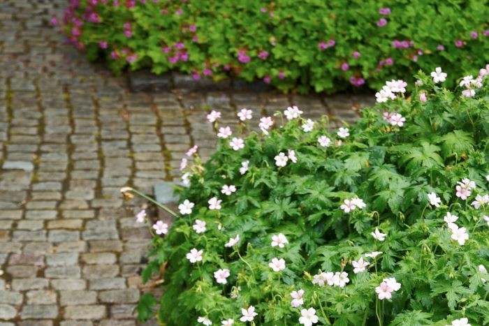 Kronnävan Geranium x oxonianum ’Rebecca Moss’ bildar en tät låg matta som döljer jorden. Den bildar en fin kant mot stenläggningen där den försynt faller över den låga rabattkanten. Blommorna är näpet tvåfärgade i rosa och vitt som varierar från blomma till blomma. I bakgrunden den mer starkrosa flocknävan, G. macrorrhizum ’Pindus’.