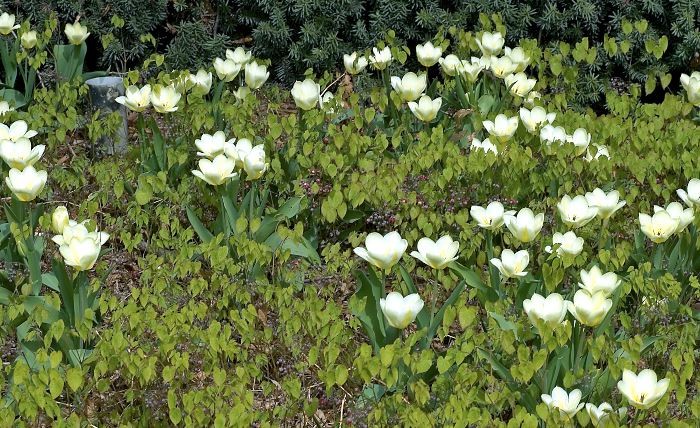 Låga krämvita tulpaner i en matta av sockblommor, som framåt försommaren har växt sig frodiga och effektivt täcker marken. En smakfull kombination från Gustaf Adolfs plan i Enköping.