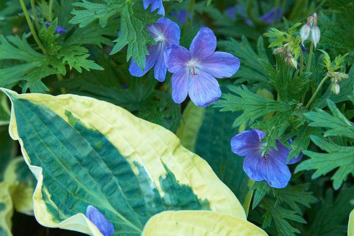 Blånävan, Geranium, ’Johnson’s Blue’ blir översköljd av intensivt blå blommor i slutet på juni. Hemma i vår egen trädgård har vi valt att kombinera den med funkia, Hosta, ’Wide Brim’ som ger en läcker kontrast i både färg och form. Det här är en kombination som blir bäst i halvskugga eftersom funkians blad riskerar att bli brända om de får för mycket sol på sig. Numera brukar man rekommendera den nyare sorten G. ’Brookside’ som är av samma typ som ’Johnson’s Blue’ men blommar längre.