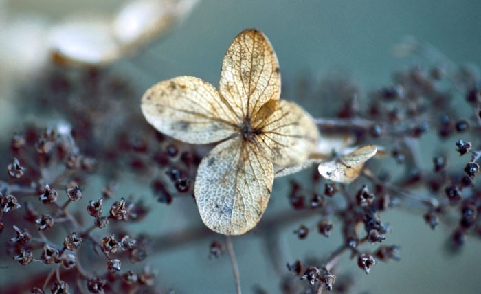 Vipphortensian, Hydrangea paniculata Floribunda’, bjuder på skönhetsupplevelser även efter blomningen på hösten. Torkade blommor sitter kvar långt in på vintern och pryder trädgården med sitt försynta silkespappersaktiga utseende.