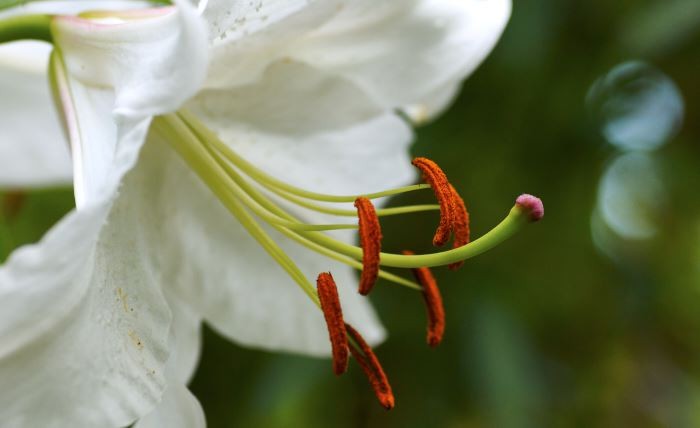 Orientlilja, Lilium 'Casa Blanca'