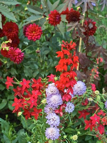 I 2004 års ettåriga plantering på Gustaf Adolfs plan i Enköping arbetade man med en vågad färgskala i olika röda och violetta nyanser. Resultatet blev en enastående häftig rabatt.