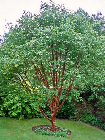 Kopparlönn, Acer griseum