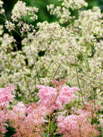 Ett högväxt par av blommande plymer bildar amerikanskt älggräs, Filipendula rubra 'Venusta', och trädgårdsruta, Thalictrum 'Elin'. Den förstnämnda med ursprung i USA medan den sistnämnda skönheten är en hybrid med svenskt ursprung.