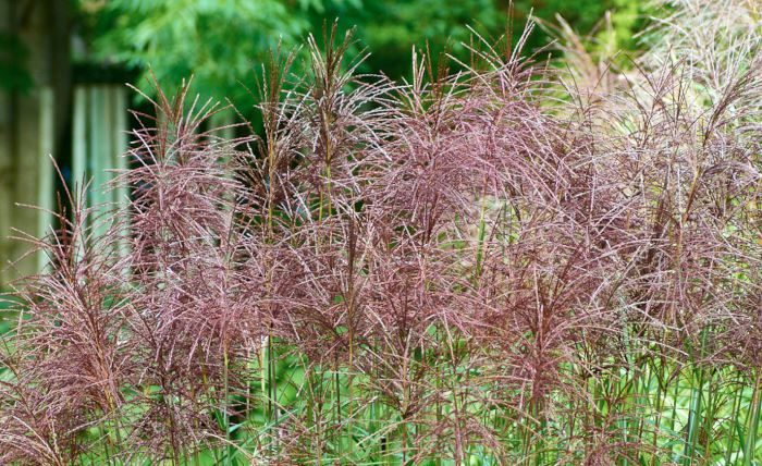 Den ståtliga glansmiskantusen, Miscanthus sinensis, är gräsens rättmätiga drottning. Sorten på bilden 'Malepartus' är den med de allra vackraste och tåligaste plymerna, silvriga på hösten, varmt bruna på vintern.