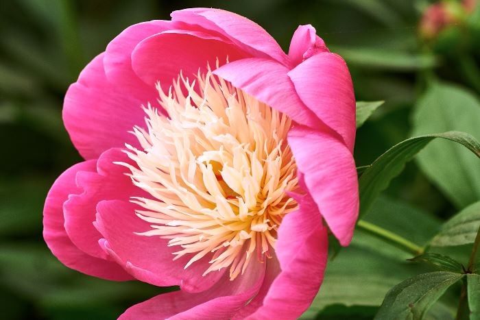 Från mitten av förra seklet och Holland härstammar 'Bowl of Beauty'. Japansk, alternativt anemonblommande, benämns sorter med smala kronblad i centrum, staminoder, ofta i avvikande färg.
