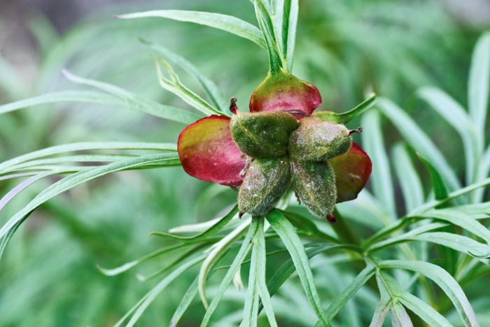 En av fördelarna hos pioner är att de är snygga också före och efter blomningen. Till exempel herrgårdspion, Paeonia × hybrida, har både eleganta blad och vackra frökapslar.