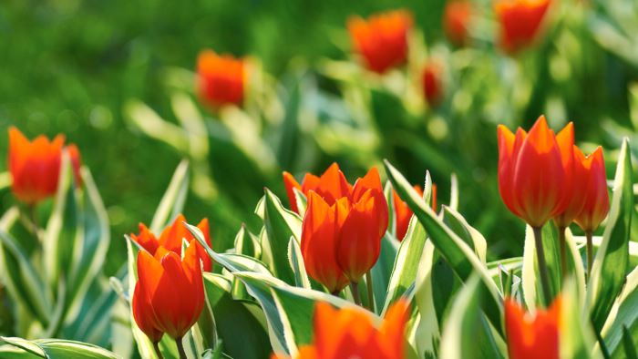 Anemontulpan, Tulipa praestans 'Unicum'
