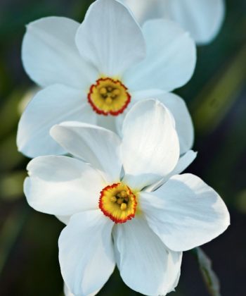 Narcissus poeticus, 'Actaea'