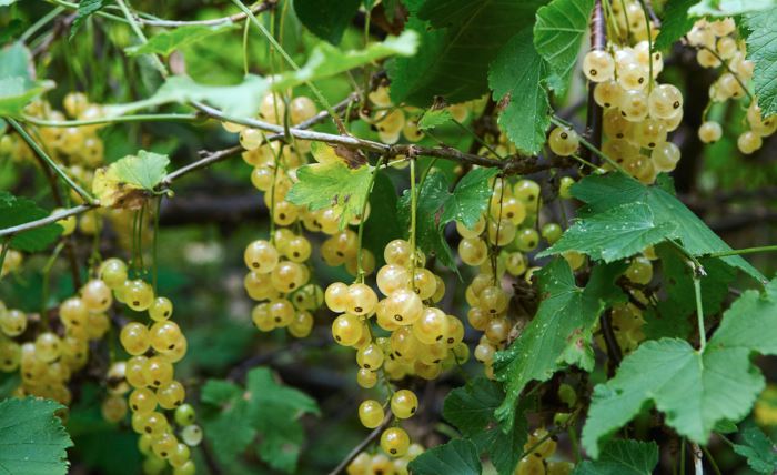 Vita vinbär, Ribes vita vinbär-gruppen