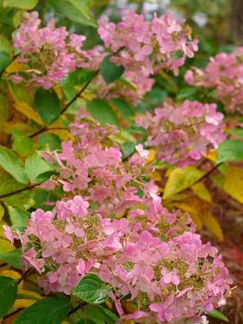 Hortensior blir stiliga på hösten, Vilket inte minst gäller vipphortensian 'Pink Diamond'. På försommaren är blommorna ljust gulgröna för att sedan gå över i vitt och året i rosa. Har den svårt att bestämma sig tro?