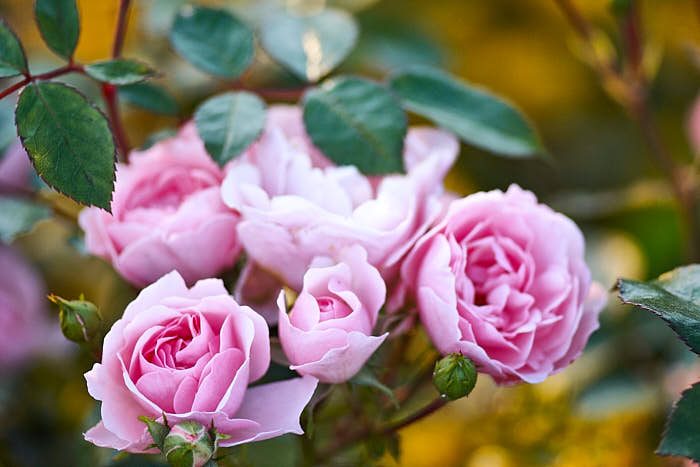 Klassiskt rosa och fullt kapapel att klara sig under tuffa förhållanden är kanadarosen 'Morden Blush' som blommar från juli till senhöst. Blir 60–100 cm hög och möjligen härdig till zon 7.