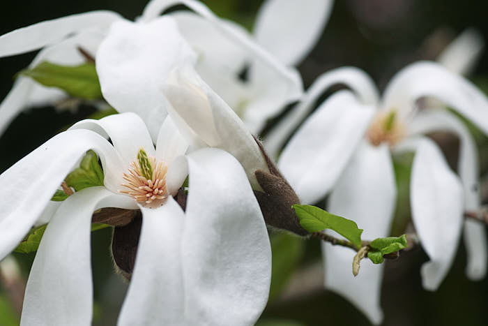 Pilbladsmagnolia, Magnolia salicifolia 'Wada's Memory'