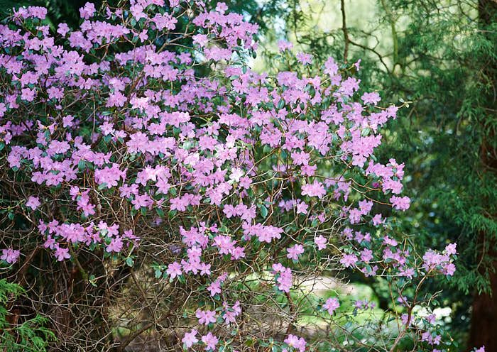 Våralpros Rhododendron x praecox. 