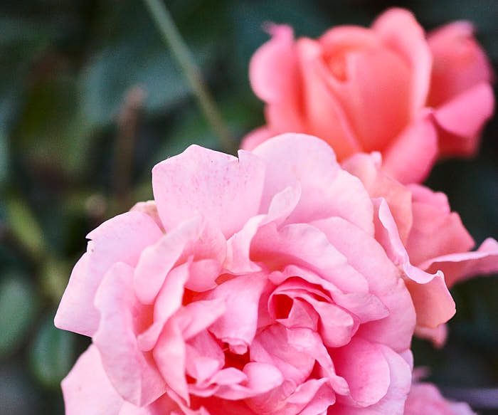 En ros som lider av namnförvirring är 'Bonica', den här är den som ibland benämns 'Bonica 82'. Romantiskt rosa blommor men ihärdigt starkväxande och härdig till minst zon 5. Höjd upp till 1 meter, men den breder gärna ut sig.