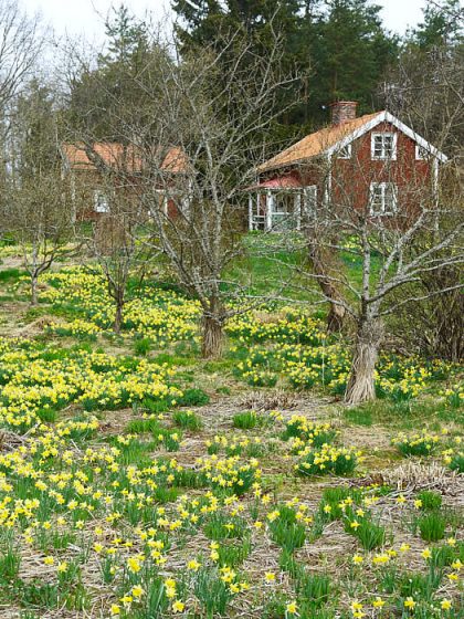 Snart kommer de utblommade påskliljorna att täckas av perenner, både vackert och praktiskt. Bild från det torp i Småland som tidigare ägts av trädgårdsmästarna Klaas och Bodil van der Geest.