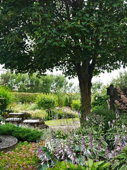 När Per och Margareta Baker skapade trädgård på Österlen sparades en stor lönn som vårdträd. Den stammades upp rejält och under fick plats med både uteplats och flödiga rabatter.