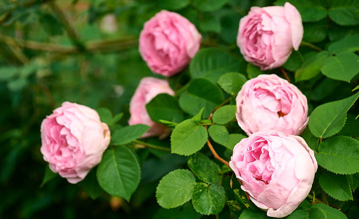 Ljuva dofter gör inte bara att det känns bättre, de tillhör de faktorer som gör oss friskare. Den moderna engelska rosen 'Constance Spry' klättrar högt, blommar ymnigt, doftar gott och är ovanligt härdig.