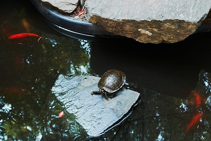 Dammar finns i många Community Gardens, förutom guldfiskar lever inte sällan någon sköldpadda där. Bild från 6Th & B Garden.