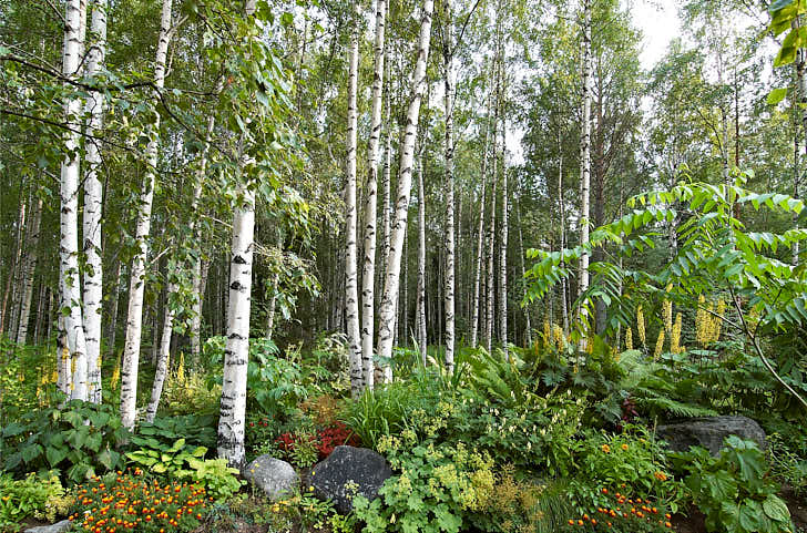 En överväldigande övergång mellan trädgård och björkskogens vita stammar i södra Norrbotten. Ljuvlig blandning med bland annat perenna spirstånds, gullstav, jättedaggkåpa, strutbräken och trädgårdsiris. Till höger skymtar det exotiska bladverket hos en manchurisk valnöt Juglans mandshurica.