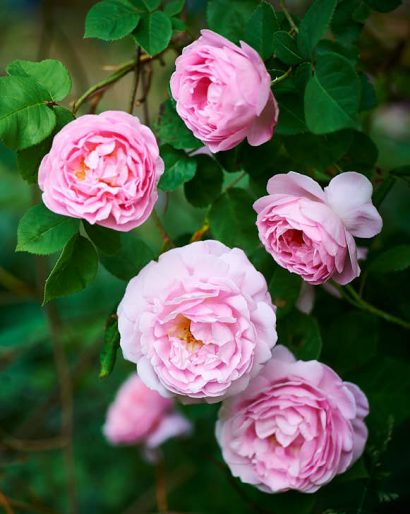 Engångsblommande favorit, 'Constance Spry'. Klätterros som växer frodigt även i Mellansveriges inland. Stora, ljuvligt doftande och perfekt rosa blommor under juli. Bild från vårt hem.