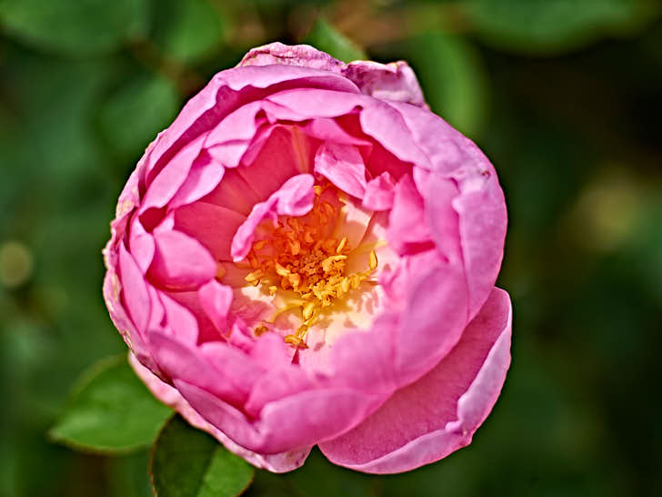 ‘Skylark’, alltså sånglärka, fick sitt namn av en nunna som såg och hörde en lärka när hon först besökte Austins rosanläggning i Shropshire. Den rosa blomman är halvfylld med gula ståndare och pistiller mot vit bakgrund.