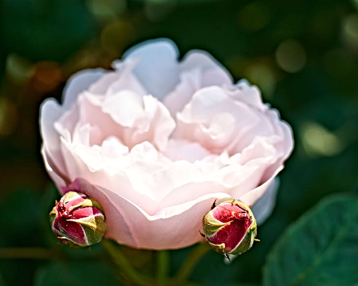 'Redoute', med röda knoppar och nästan vit som utslagen, har fått sitt namn av en berömd rosmålare. Det är en så kallad sport av sorten 'Mary Rose' och har alltså uppstått spontant på den. Extra härdig och kan odlas i större delarna av Mellansverige.