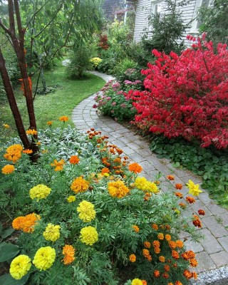 Två olika tagetes planterades som utfyllnad i väntan på att lammöronen täcker öppen jord