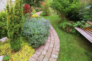 Sensommarbild vid bänken. Engelmannsvinet har slagit sig ner alldeles intill trädgårdsbänken. En charmig komposition skapad av naturen själv.