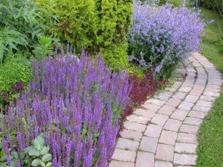 Stäppsalvia och nepeta. Under juli månads hektiska bad- och grillsäsong bredde den invasiva, rödbladiga klövern ut sig över penningbladen. När vi ryckte bort den levde penningbladen upp, pigga och glada som förr.