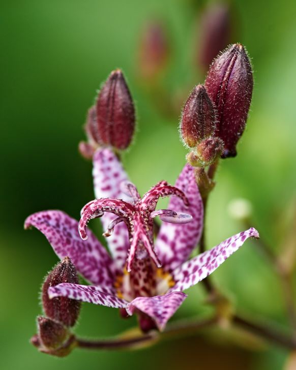 Åtta rabatter – växter och kombinationer – Trädgård à la Rosenholm