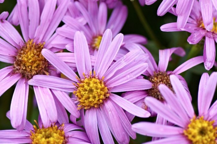 Åtta rabatter – växter och kombinationer – Trädgård à la Rosenholm