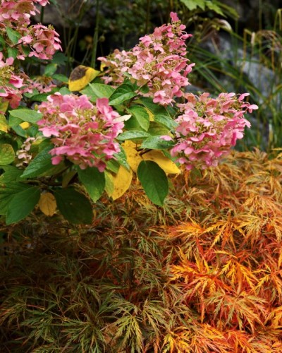 Åtta rabatter – växter och kombinationer – Trädgård à la Rosenholm