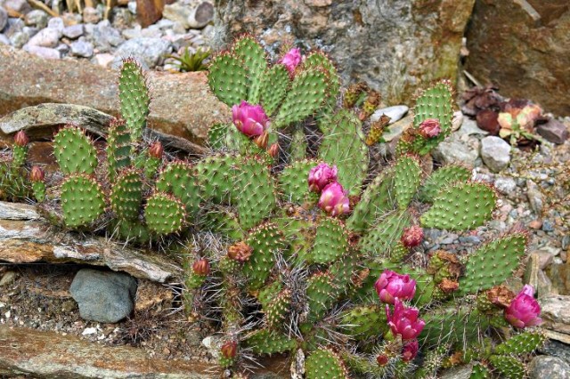 Åtta rabatter – växter och kombinationer – Trädgård à la Rosenholm