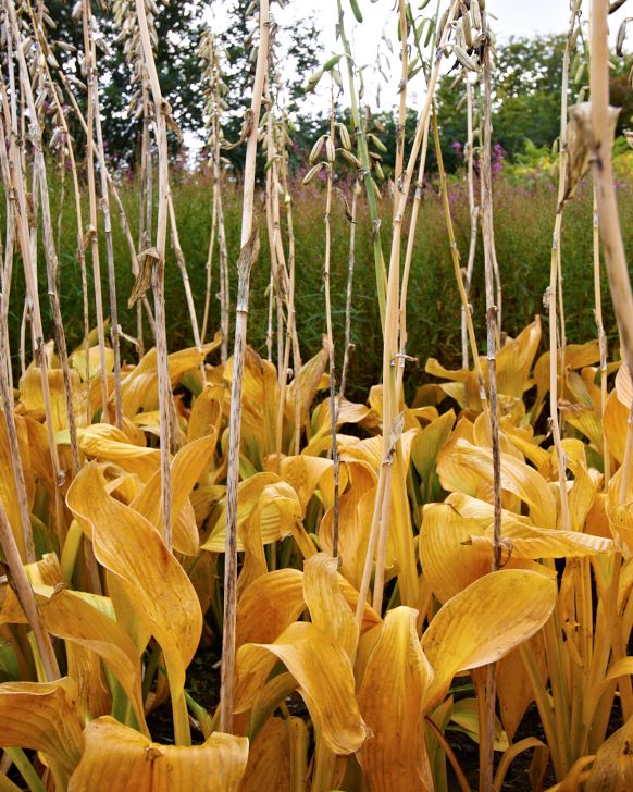 Åtta rabatter – växter och kombinationer – Trädgård à la Rosenholm