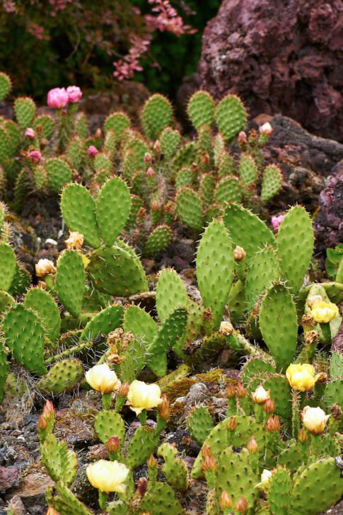 Åtta rabatter – växter och kombinationer – Trädgård à la Rosenholm