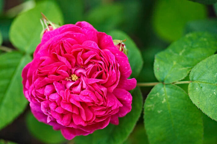 Höstdamascenerrosen Rosa 'Rose de Rescht' härstammar från Persien med en historia som anses sträcka sig till 800-talet.