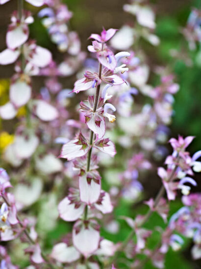 Muskatellsalvia Salvia sclarea är en av många traditionella medicinalväxter man kan odla hemma.