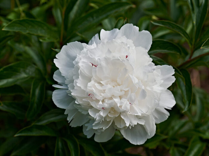 En av de vanligaste pionerna i Sverige är luktpionen, Paeonia lactiflora 'Festiva Maxima'. Man kan känna igen den på det röda inslaget i den vita färgen. Som så många andra tåliga och bra trädgårdsväxter har den använts länge. Den togs fram redan på 1850-talet.