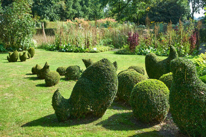 I trädgårdsdesignern Henk Gerritsens trädgård i Holland pryder buxbomshönor och bollar en bra bit av gräsmattan.
