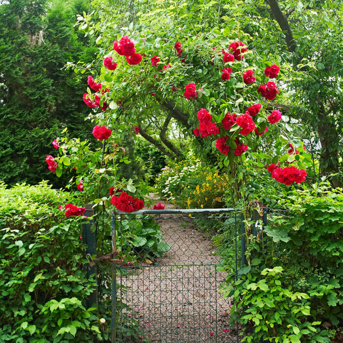 En båge mot gatan täckt med blommande röda rosor är hur läckert som helst. Innanför passerar man under uppstammade aplar omgiven av perenners blom. Gruset knastrar under fötterna. Glad att komma hem. Bild från Citadellets koloniområde utanför Landskrona.