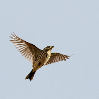 Dagens gröna 1 april – Sånglärka