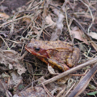 Dagens gröna 9 april – Vanlig groda