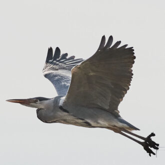 Dagens gröna 11 april – Gråhäger