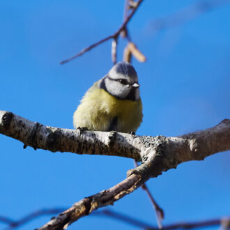 Dagens gröna 13 april – Blåmes