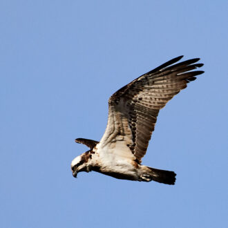 Dagens gröna 16 april – Fiskgjuse