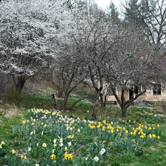 Dagens gröna 26 april – Påsk och pingstliljor