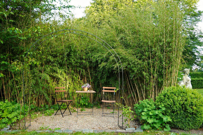 Storväxta bambubuskage ger exotisk atmosfär till uteplatsen