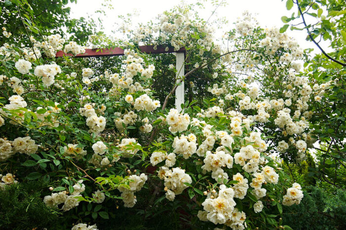 helenae-rosen 'Lykkefund' är tålig, växer som ett ogräs och blommar som en tok