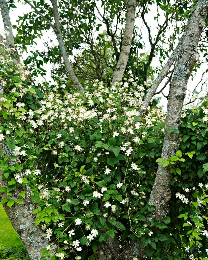 Runt en japansk magnolia växer vitalba-klematisen ’Paul Farges’,